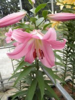 [1762 Tabledance Mak No01.JPG]